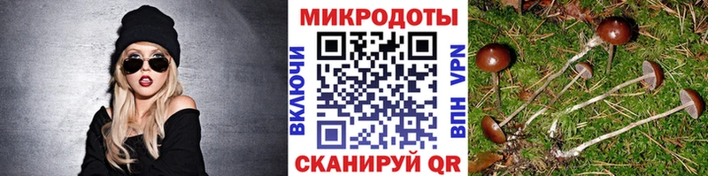 Галлюциногенные грибы Psilocybe блэк спрут сайт Осташков